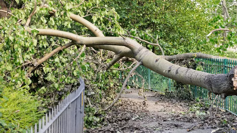 Bengaluru's Ejipura: 72 Trees to be Cut for Road on Defence Land