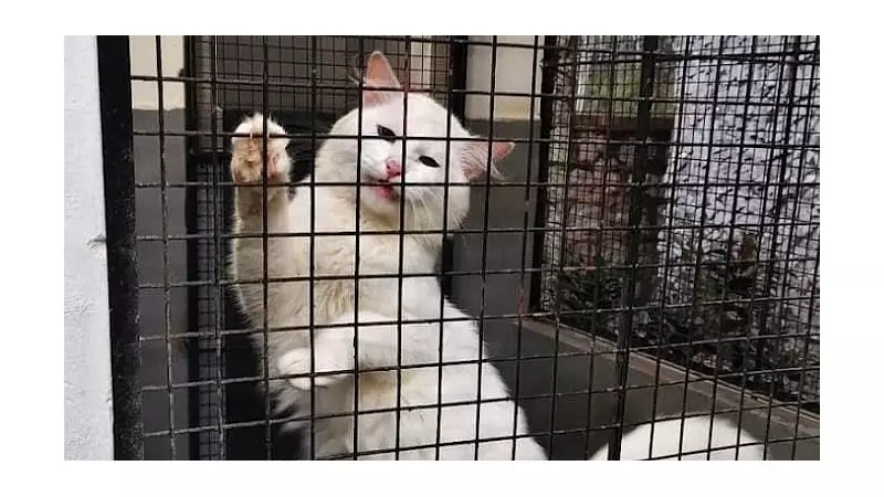 Bengaluru's Pet Boarding Boom: Customised Care Demand Surges 40%