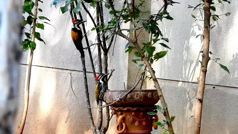 Bengaluru's Urban Gardens Transform into Birding Hotspots, Hosting 100+ Species