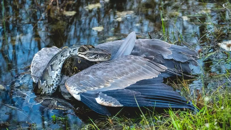 Beyond Human Sight: The Incredible Visual Worlds of Animals Revealed