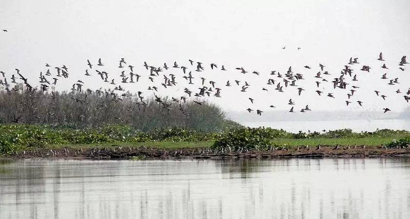 Bihar's Gogabeel Lake Earns Prestigious Ramsar Tag, Boosting Wetland Conservation Efforts