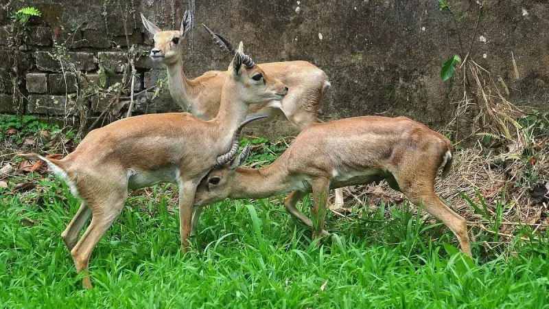 Blackbuck Tragedy: 31 Antelope Deaths Shock Belagavi Zoo