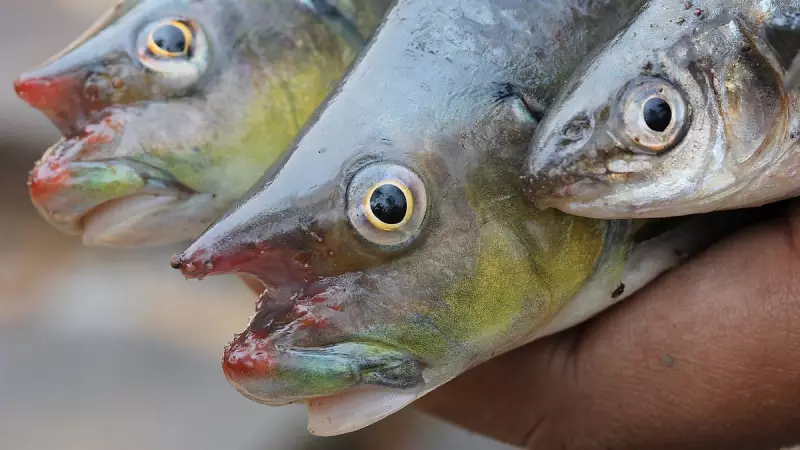 BNHS Empowers Ujani Fishermen with Workshop on Indigenous Fish for Better Livelihoods