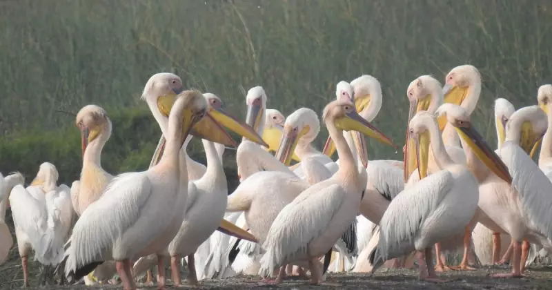 BNHS Joins Asian Waterbird Census 2025: Key Role in Maharashtra Wetlands
