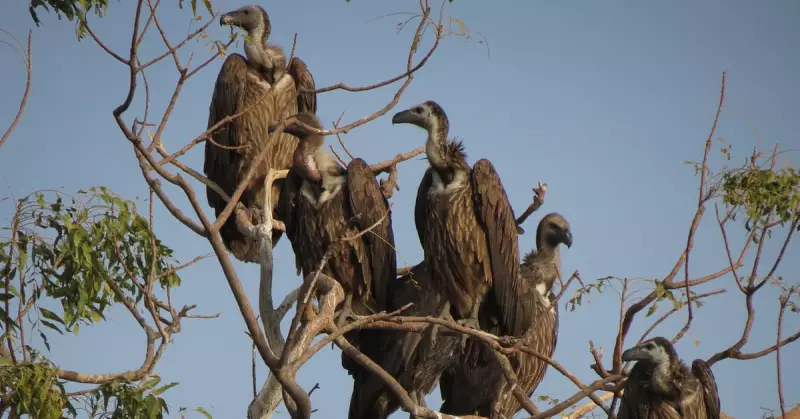 BNHS to Reintroduce Slender-billed & White-rumped Vultures in Assam by Jan 2026