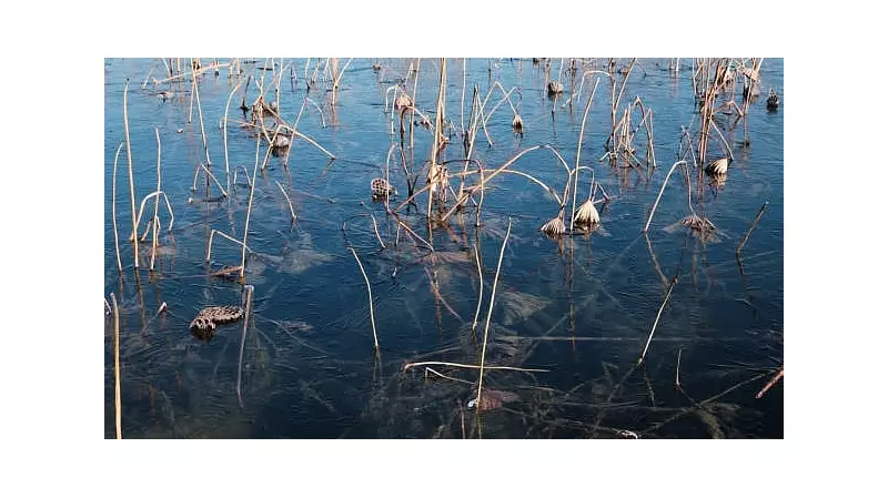 Braving -8°C: Kashmir's Nadru Harvesters Risk Lives in Frozen Dal Lake