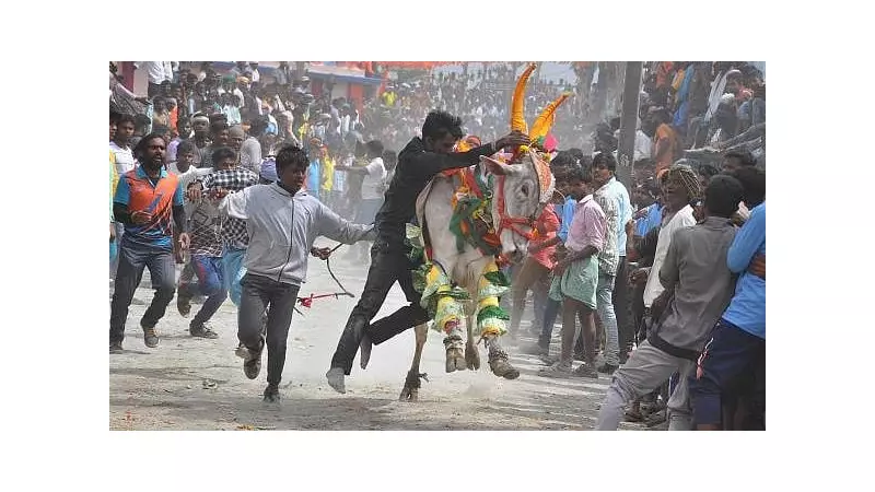 Bull Attack Tragedy in Karnataka: 3 Killed in Haveri District During Animal Transport