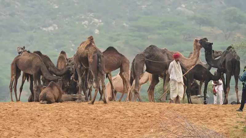 Camel Prices Skyrocket in Pushkar: From ₹5,000 to ₹90,000 Amid New Regulation Rumors