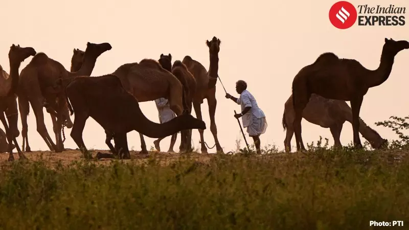 Camels Descend on Pushkar: Rajasthan's Iconic Fair Set to Begin in Spectacular Fashion