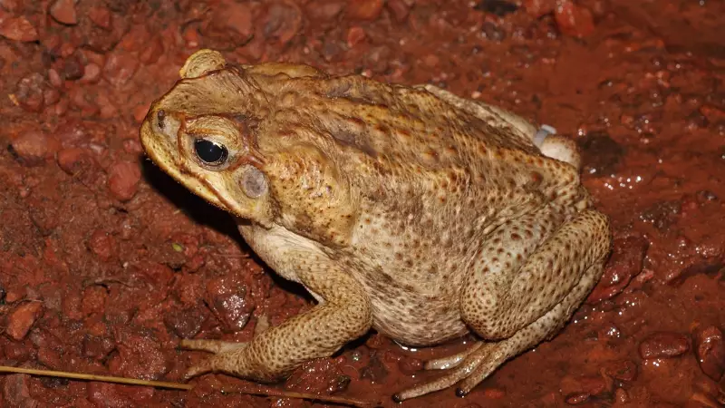 Cane Toads: The Toxic Invader Causing 90% Wildlife Decline