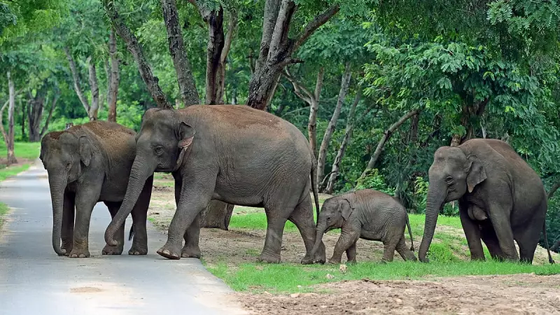 CEC Flags Eco-Sensitive Zone Violation at Bannerghatta, Suggests Restoration