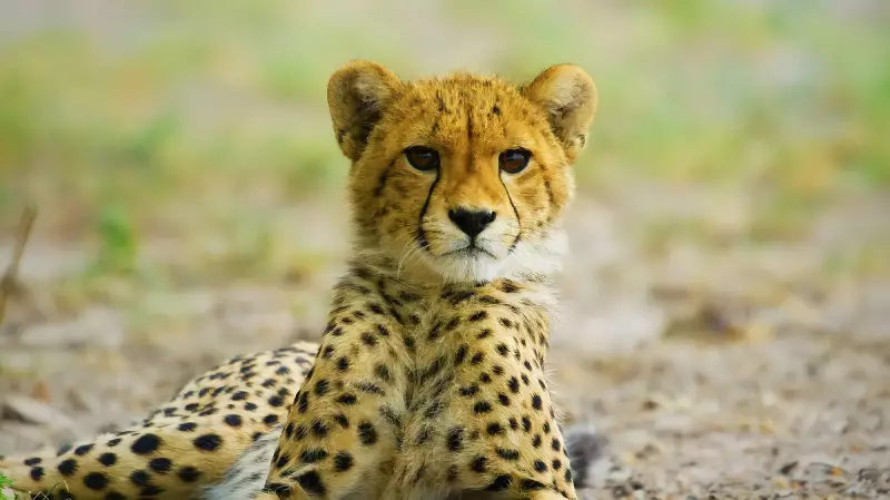 Cheetah Cub Dies After Release in Kuno National Park, Third Casualty in 2024