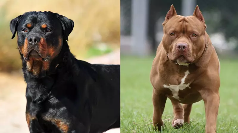 Chennai Bans New Licences for Pit Bulls, Rottweilers After Rising Attacks