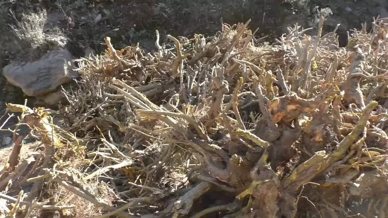 Churah Residents Protest Kashmal Root Extraction, Fear Environmental Harm