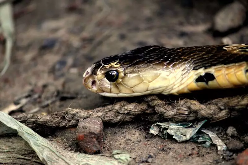 Climate Change Shifts Snake Habitats, Increasing Bite Risk in India