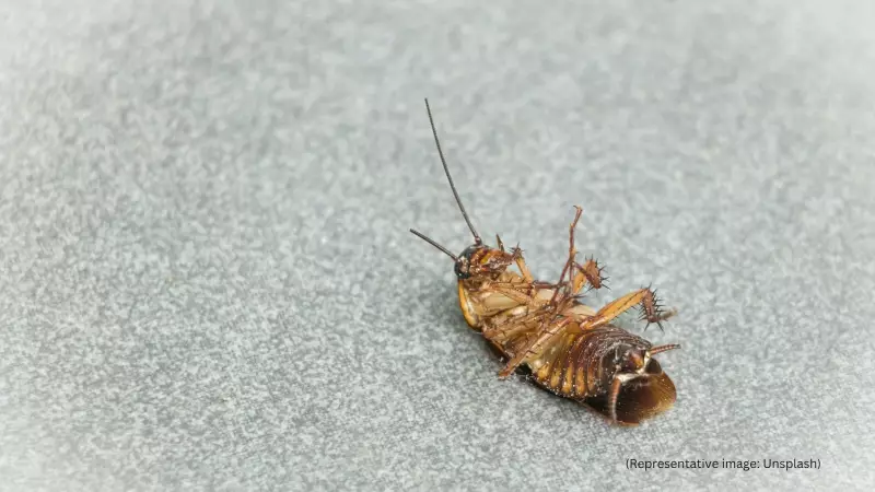 Cockroach Infestation on Air India Flight: Passenger Finds Insect Crawling on Seat, Airlines Responds