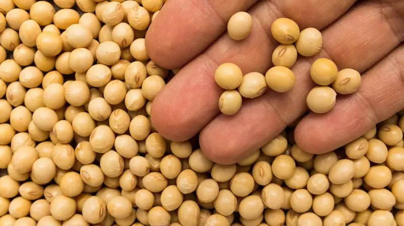 Corn & Soybeans: The Hidden Battle in India-US Trade Relations Explained
