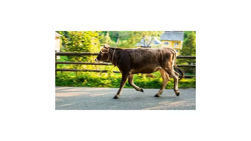 Cow Chased with Knife in Mangaluru Eatery: Police File Suo Motu Case