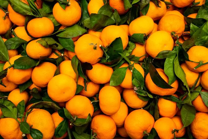 Darjeeling Mandarin Orange Gets GI Tag: A Boost for Hill Farmers