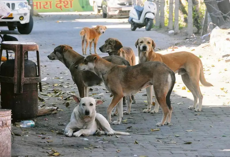 Delhi Govt Directs Schools, Colleges to Appoint Nodal Officers for Stray Dogs