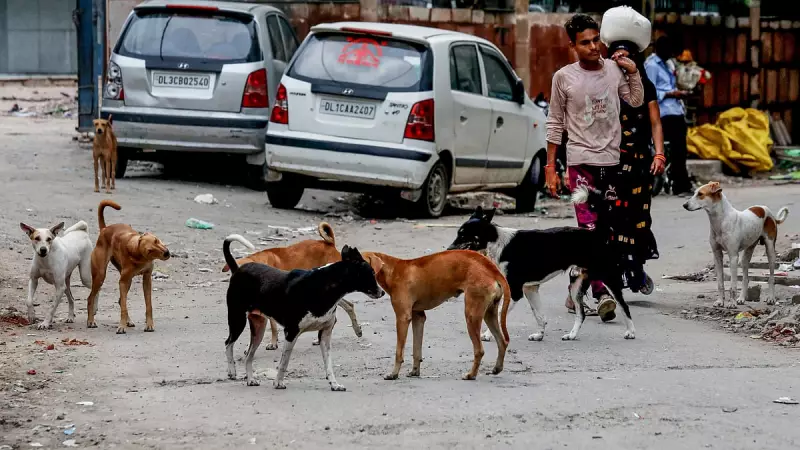Delhi Govt Files Police Complaint Over Fake News on Teachers Counting Stray Dogs