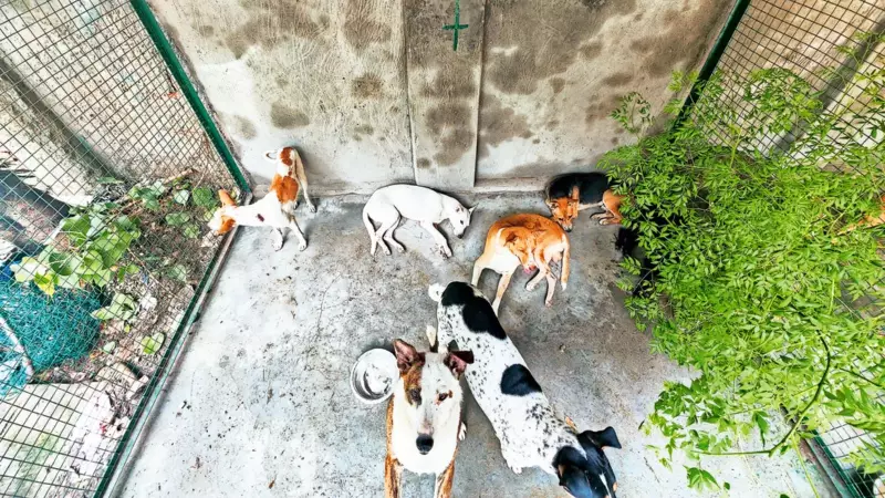 Delhi Identifies 292 Official Stray Dog Feeding Spots Across 12 Zones | New Policy