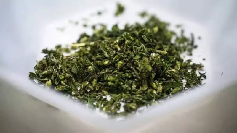 Delhi NCB Busts Major Drug Cartel, Seizes Hydroponic Marijuana Worth ₹27 Crore | Former Customs Inspector Among Arrested