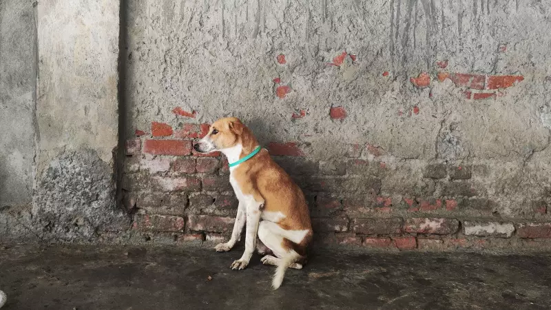Delhi Teacher Suspended After Viral WhatsApp Video on Stray Dog Duty Controversy
