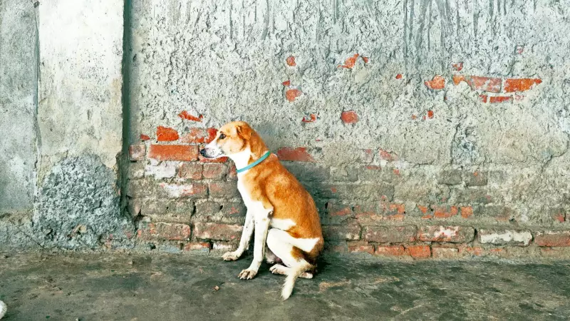 Delhi Woman Demands ₹20 Lakh Compensation After Stray Dog Bite - Uses Punjab & Haryana HC Formula
