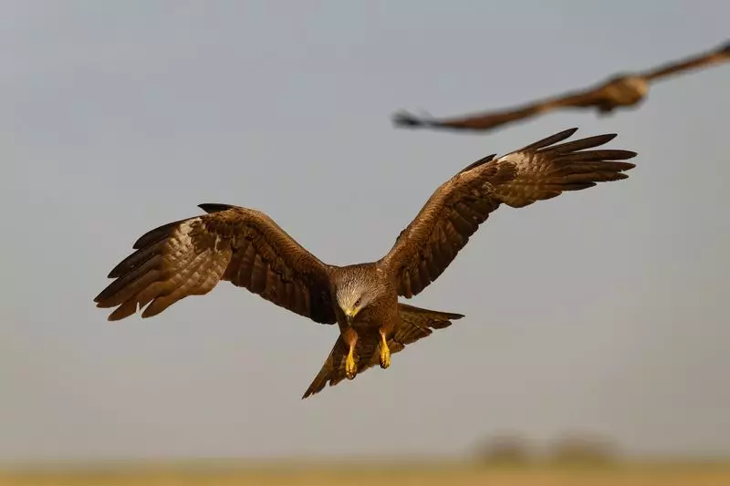 Delhi's 1,275 Kg Chicken Plan to Keep Republic Day Skies Kite-Free