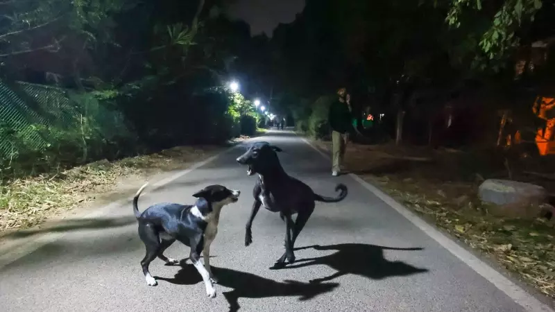 Delhi's Stray Dog Crisis: NGOs Struggle with Supreme Court Removal Order