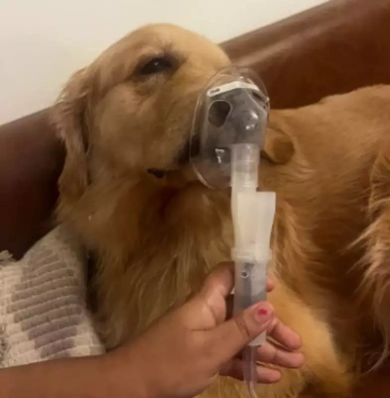 Delhi's Toxic Air Forces Golden Retriever on Nebuliser Treatment
