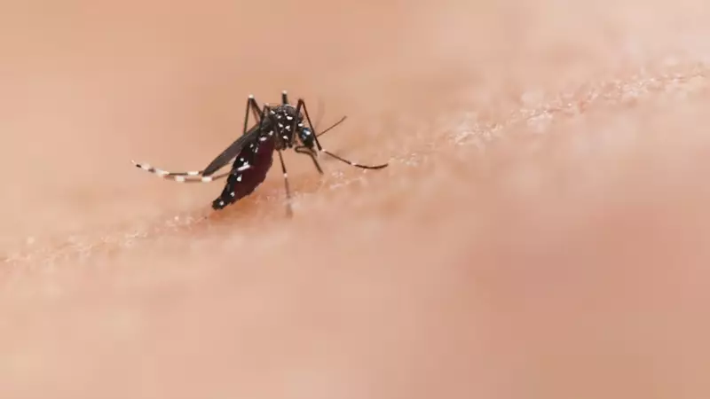 Dengue Defense: 6 Essential Tips to Protect Your Family From Mosquito-Borne Threat