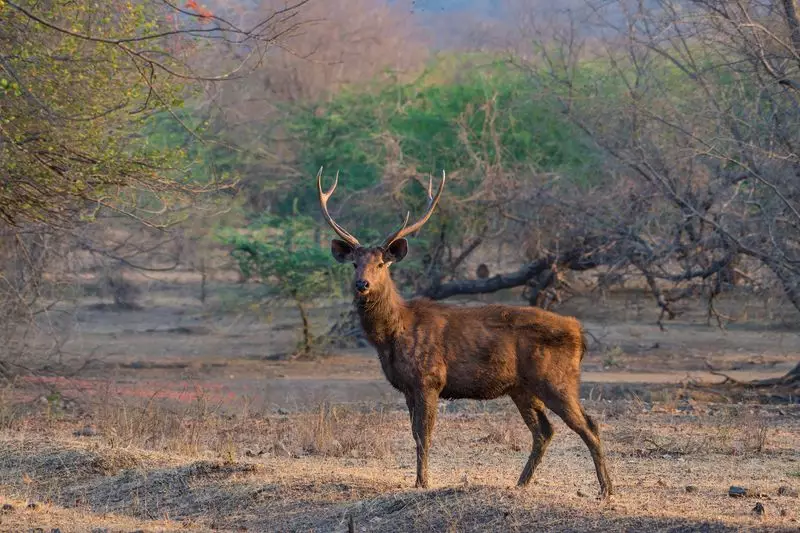 Dhauladhar Snow Forces Migration, Exposing Wildlife to Poachers
