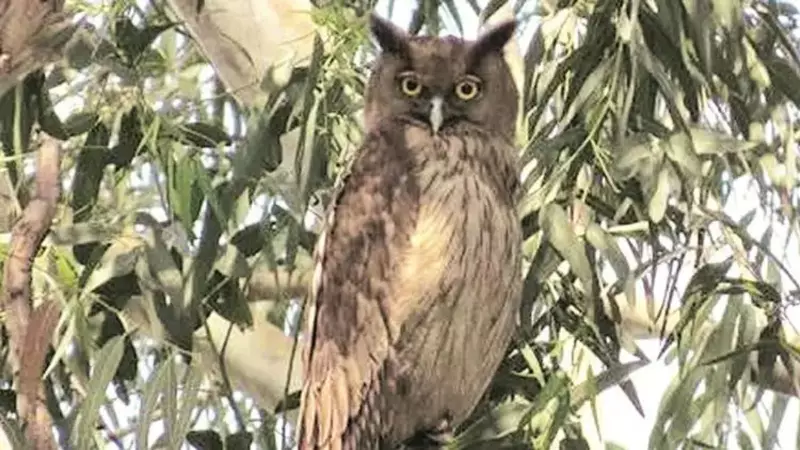 Diwali Warning: Punjab Activist Urges Public to Stop Owl Sacrifices During Festivities