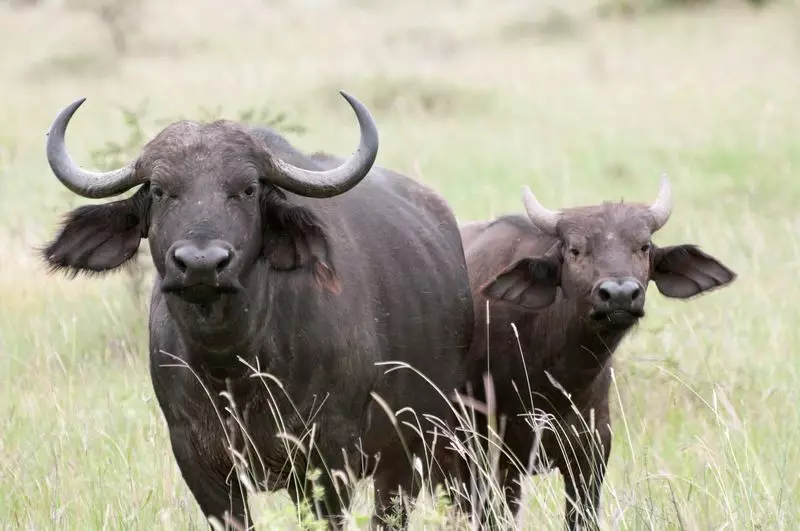 DNA Test Solves Buffalo Ownership Dispute in Rajasthan's Nagaur