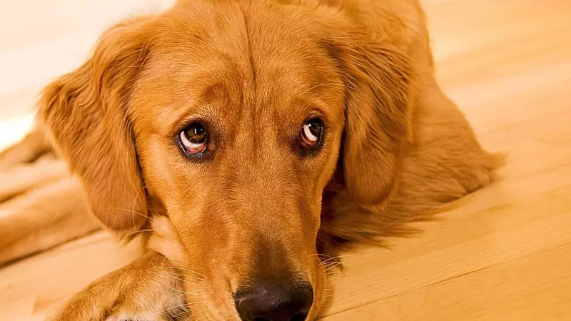 Dog Side Eye Meaning: 6 Reasons Why Your Dog Gives You That Look