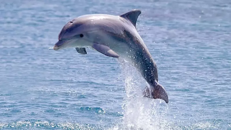Dolphins Delight Mumbai: Viral Video Captures Pod Swimming Near Worli Sea Face