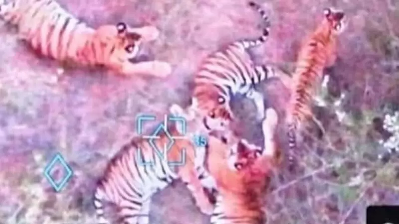 Drone Tracks Tigress and Four Cubs in Karnataka Village, Sparks Alert