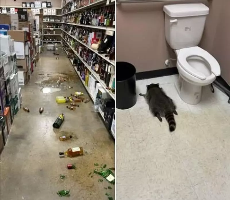 Drunk Raccoon's Liquor Store Rampage in Virginia Ends in Bathroom Nap