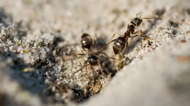 Dying Ants Send Chemical Alarm to Save Colony, Reveals ISTA Study