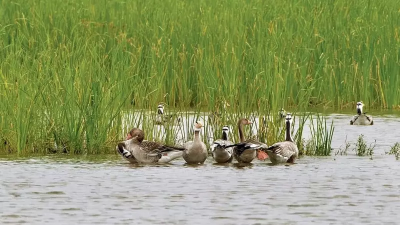Early Departure of Bar-Headed Geese Raises Alarm for Karnataka's Lake Sanctuary