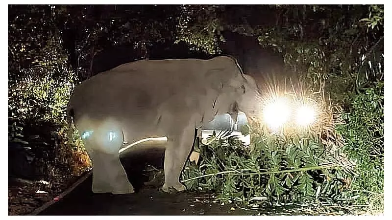 Elephant Blocks Charmadi Ghat Road, Strands Vehicles for Hours