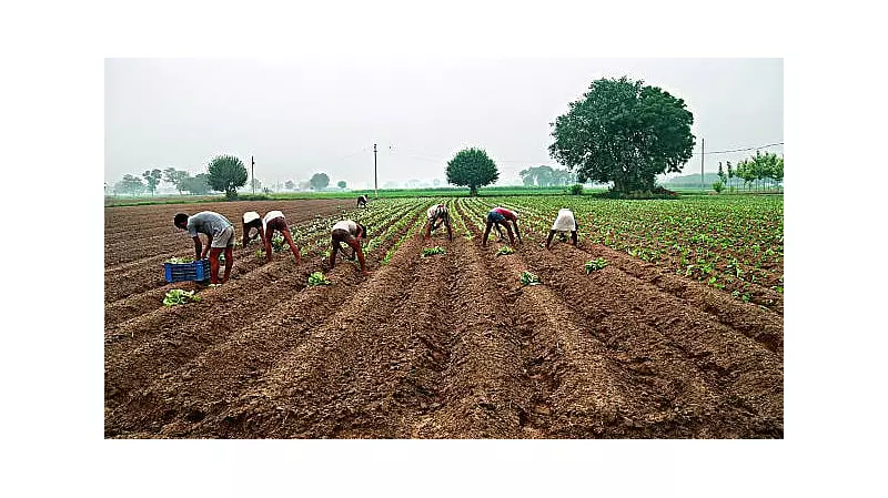 Farmer Suicides: A Fragile Pause Demands Lasting Solutions