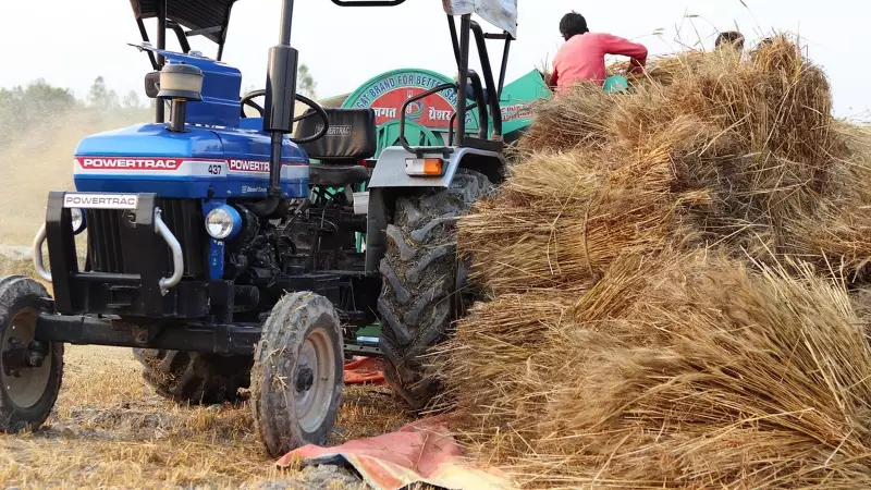 Farmers Fight Pink Stem Borer: Stubble Burning Returns as Wheat Sowing Begins