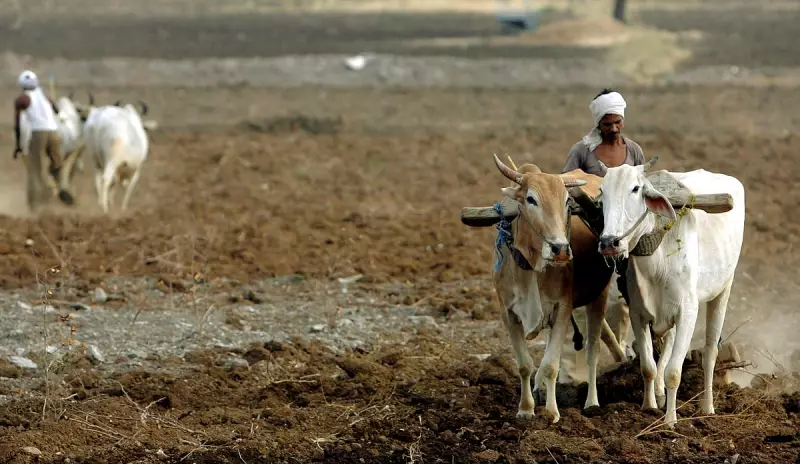 Farmers Fume as Crop Insurance Payouts Drop to Shockingly Low ₹3-₹21 in Maharashtra's Akola