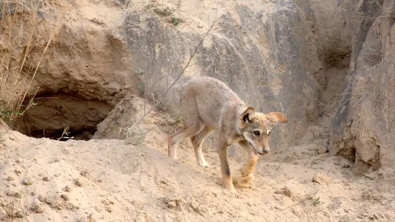 Female Wolf Shot Dead in Bahraich, Ending Deadly Pack's Reign of Terror
