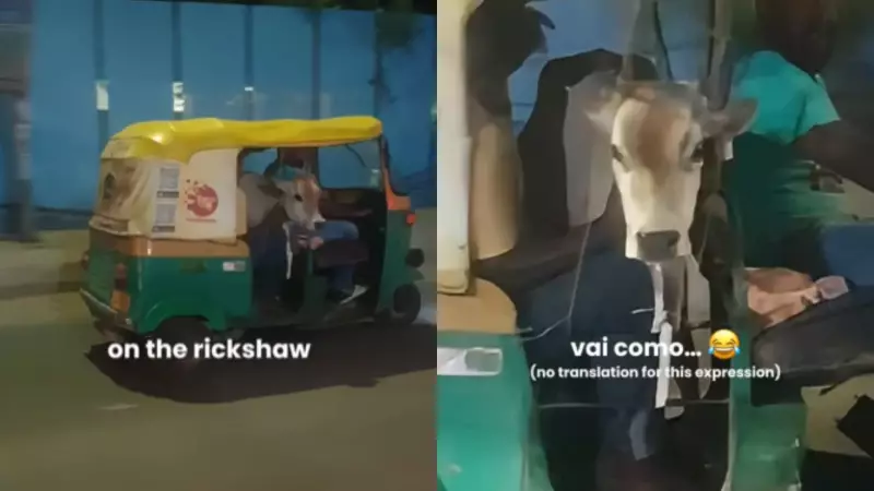 Foreign Tourist's Viral Video: Calf Rides Auto in Bengaluru, Internet Says 'India is Funny'