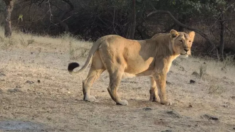Forest Tracker Killed in Tragic Accident During Lioness Rescue in Gujarat