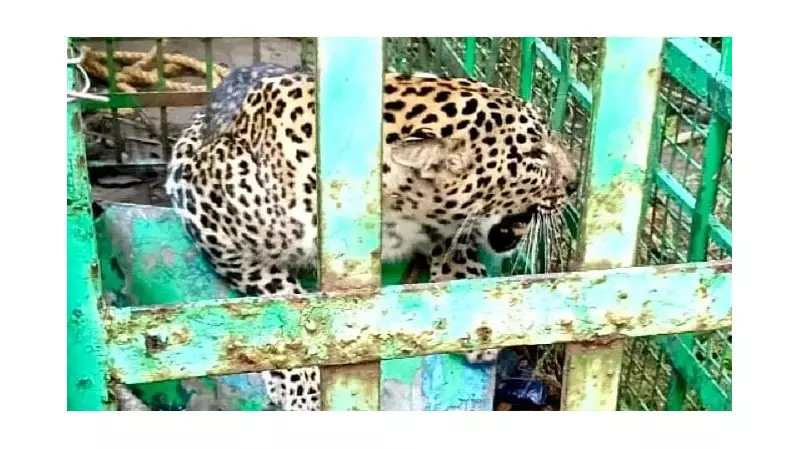 Forest Watcher Injured During Leopard Rescue in Bandipur Tiger Reserve